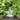 Krishna Silver Idol