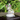 Lakshmi Maa Silver Idol