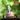 Krishna Silver Idol