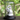 Laughing Buddha Silver Idol