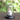 Lakshmi Maa Silver Idol